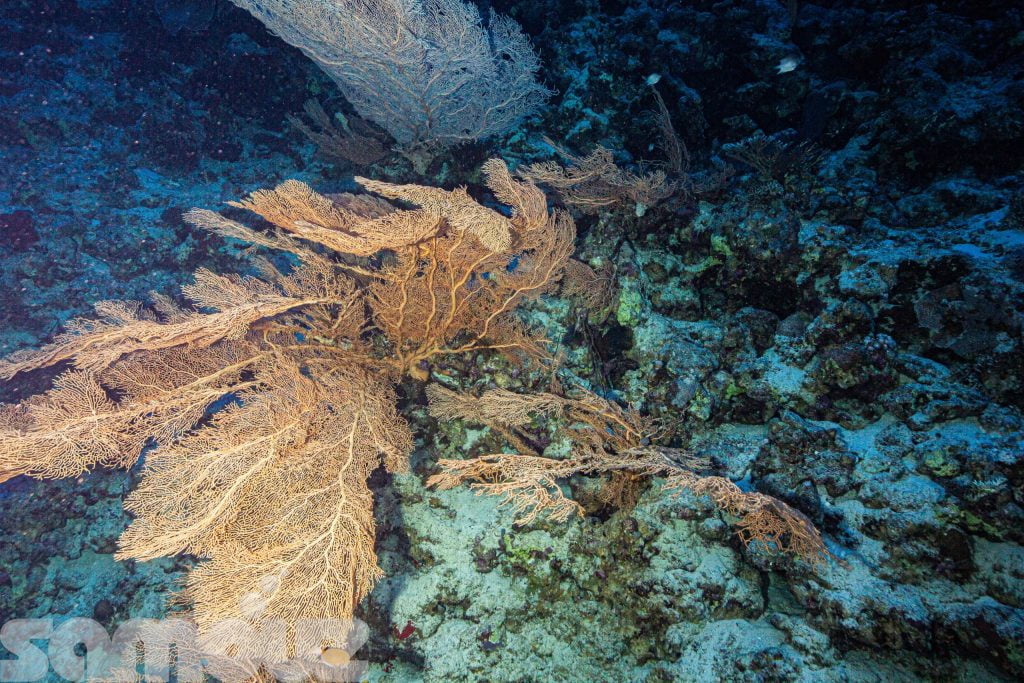 Red Sea Gorgonia-2