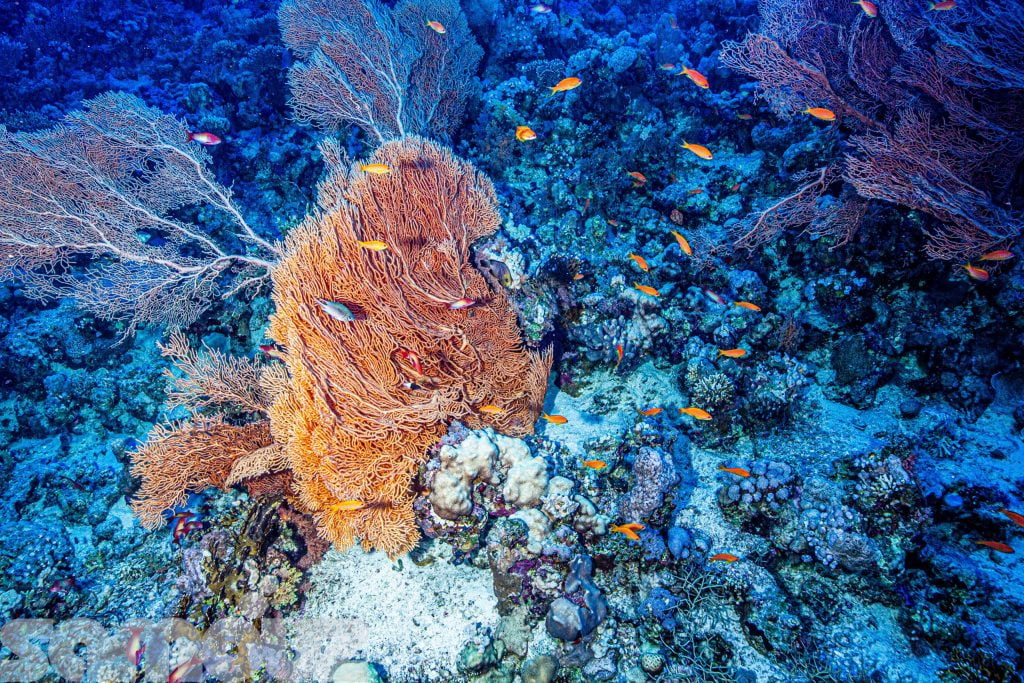 Red Sea Gorgonia